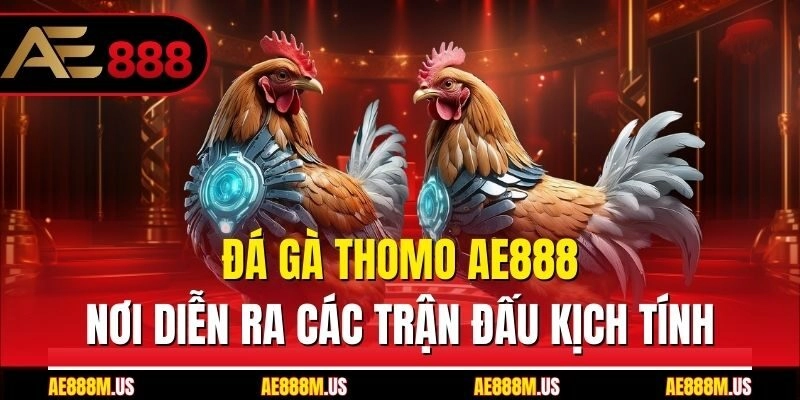 Đá Gà Thomo Ae888 – Nơi Diễn Ra Các Trận Đấu Kịch Tính